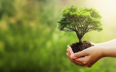 Going Green: How Can Businesses Benefit From Being Environmentally Friendly